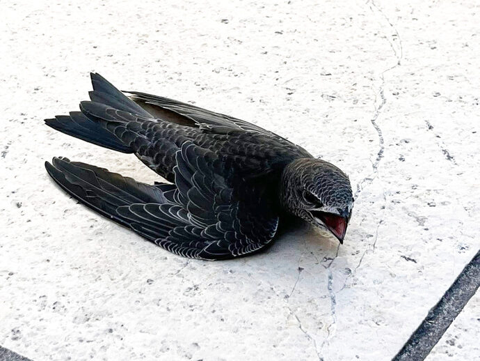 A Bordeaux, la canicule frappe aussi les oiseaux