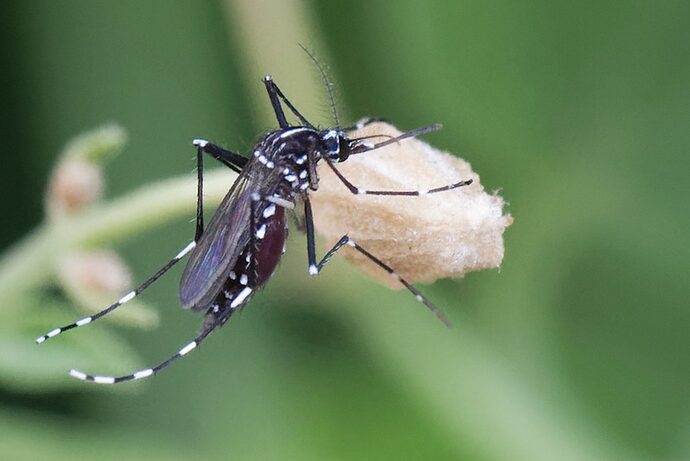 Un premier cas autochtone de chikungunya détecté en Nouvelle-Aquitaine