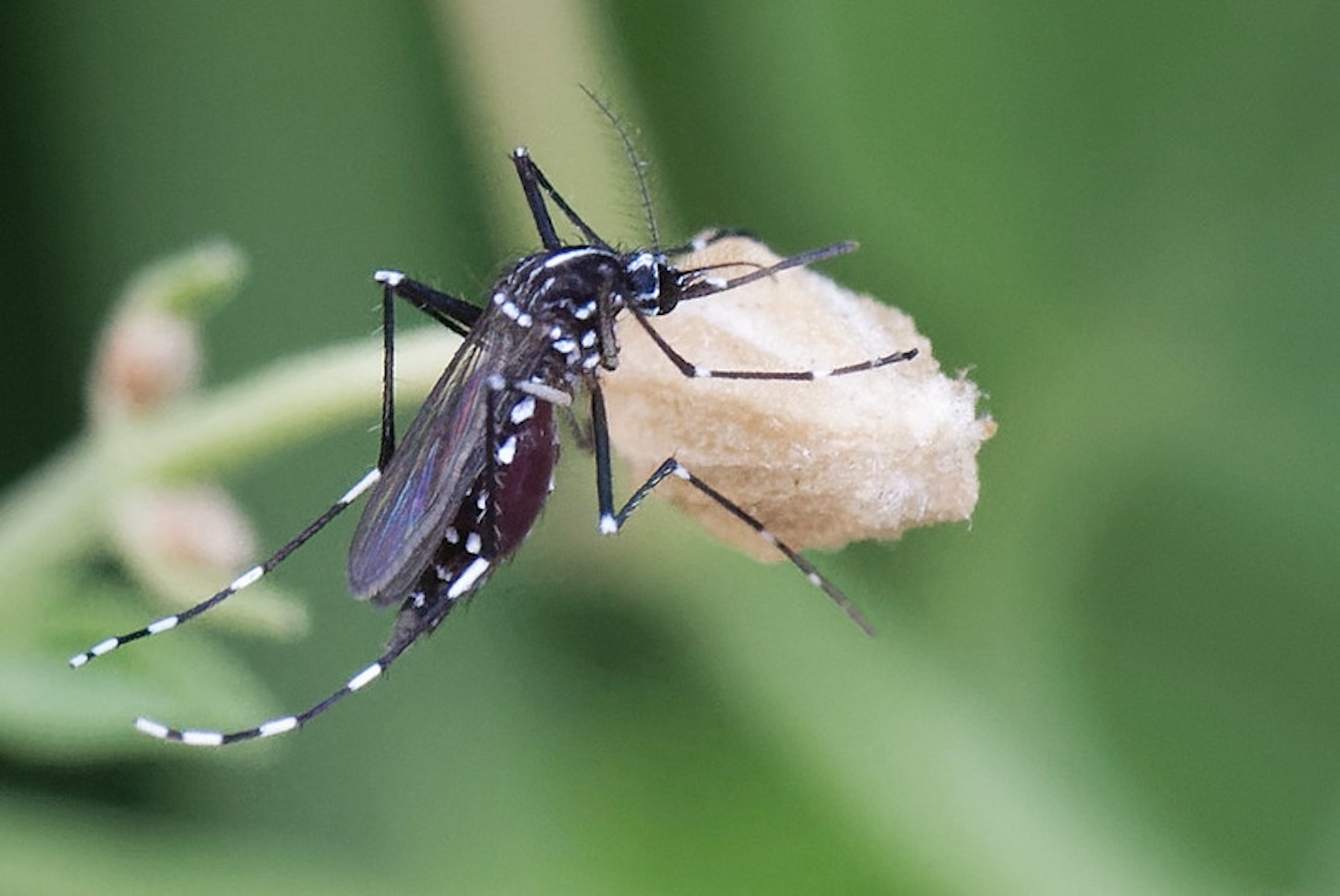 Un premier cas autochtone de chikungunya détecté en Nouvelle-Aquitaine