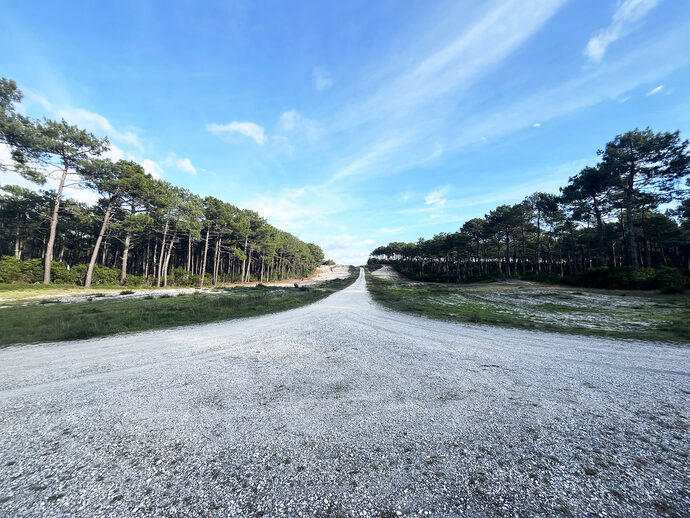 Des « méga-usines » pourraient mettre sous pression la ressource en bois des Landes