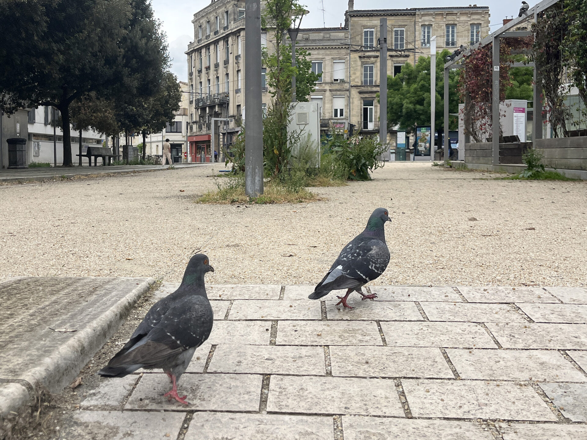 Condition animale : PAZ fait le bilan du mandat de Pierre Hurmic et interpelle les candidats aux municipales