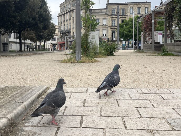 Condition animale : PAZ fait le bilan du mandat de Pierre Hurmic et interpelle les candidats aux municipales