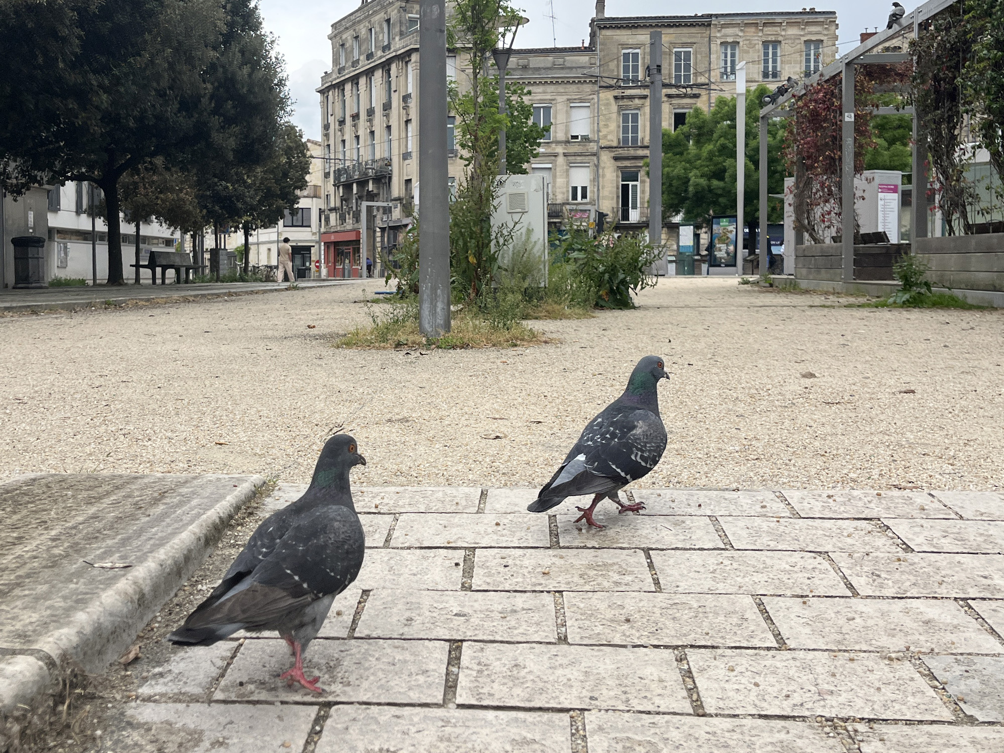 Condition animale : PAZ fait le bilan du mandat de Pierre Hurmic et interpelle les candidats aux municipales