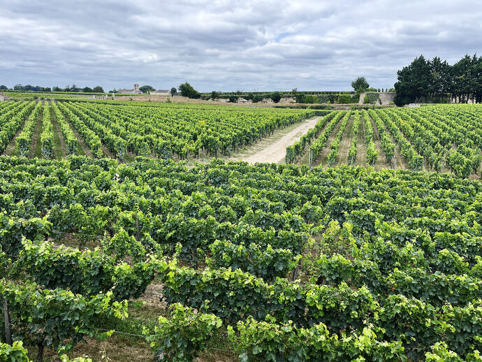 Le logement indigne des travailleurs saisonniers, menace pour les prestigieuses appellations viticoles de Gironde
