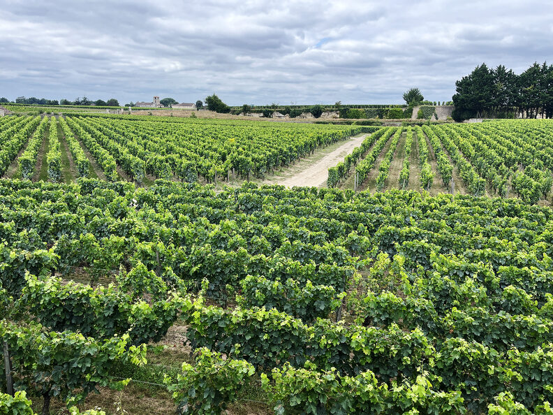 Le logement indigne des travailleurs saisonniers, menace pour les prestigieuses appellations viticoles de Gironde
