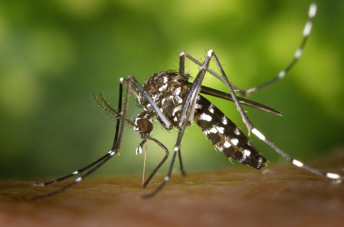 Les deux premiers cas autochtones de dengue détectés en Gironde, à Langon