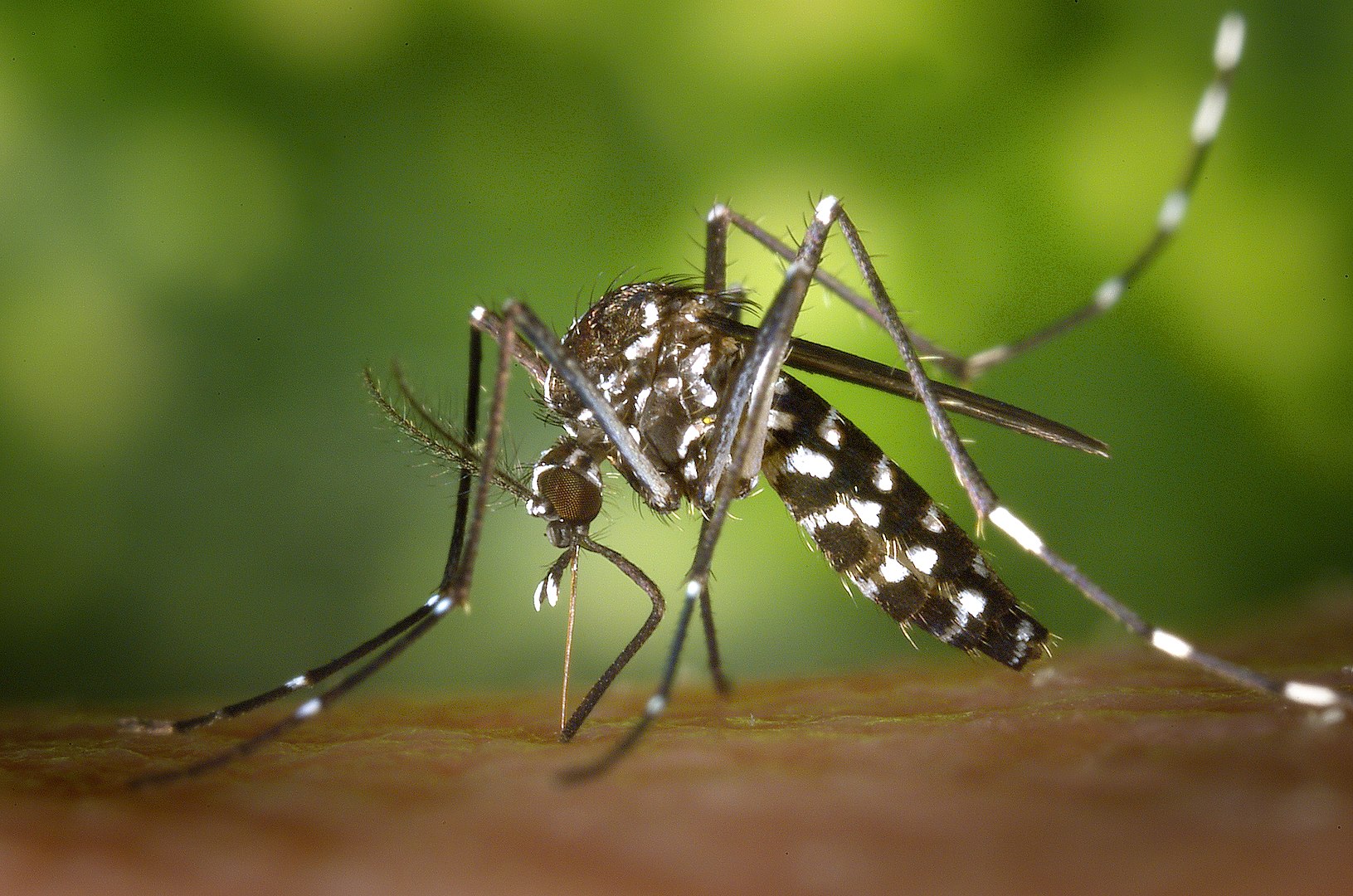 Les deux premiers cas autochtones de dengue détectés en Gironde, à Langon