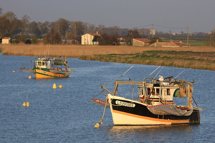 L’anguille européenne en péril : la France nage à contre-courant et veut maintenir sa pêche
