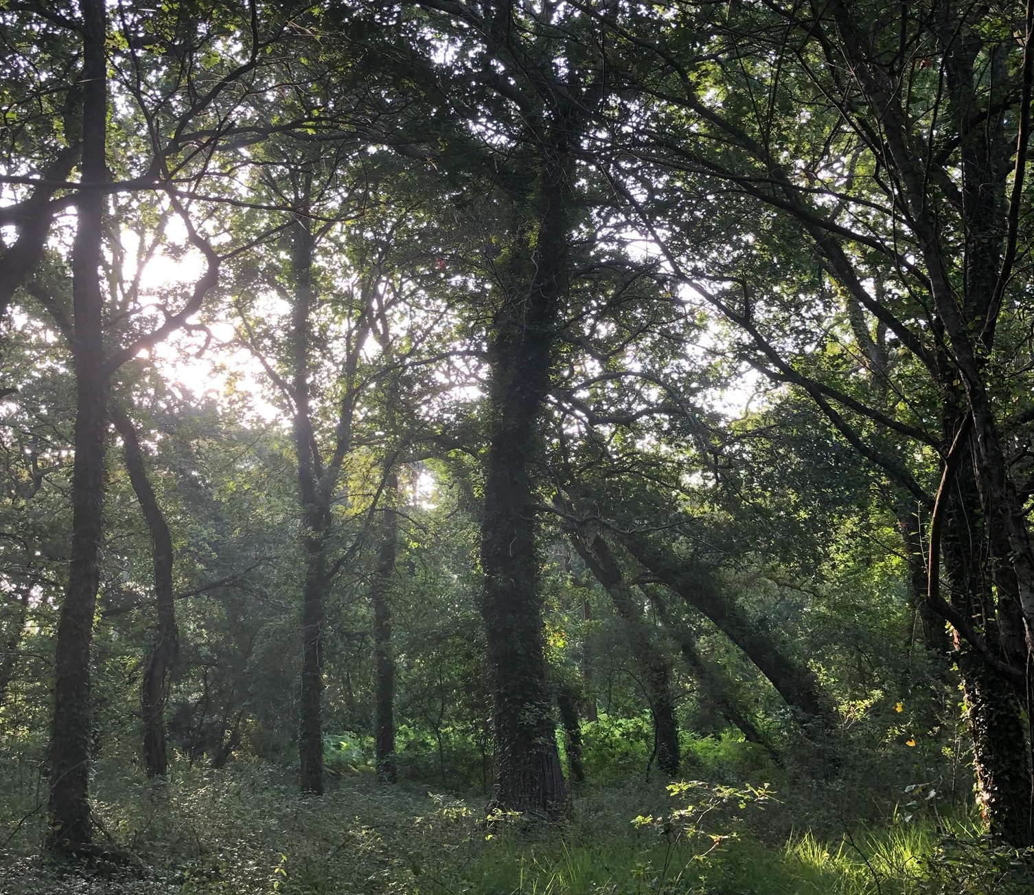 Des aides publiques en abondance pour un projet contesté d’écolodges de luxe dans les Landes