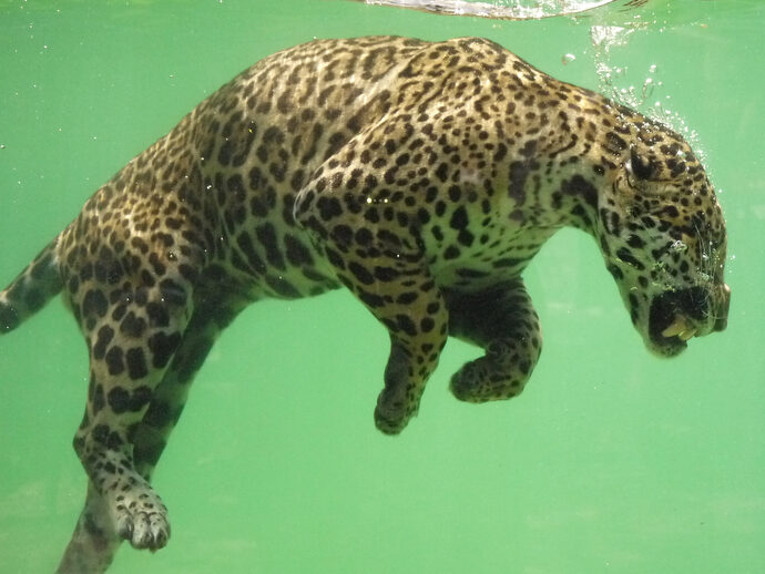 Au zoo de Bordeaux-Pessac, « une logique commerciale contraire au bien-être » des animaux et des salariés