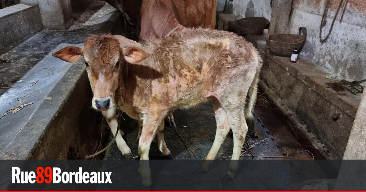 Dermatose bovine : « Gérer les crises sanitaires en abattant tous les animaux ne fonctionne pas »