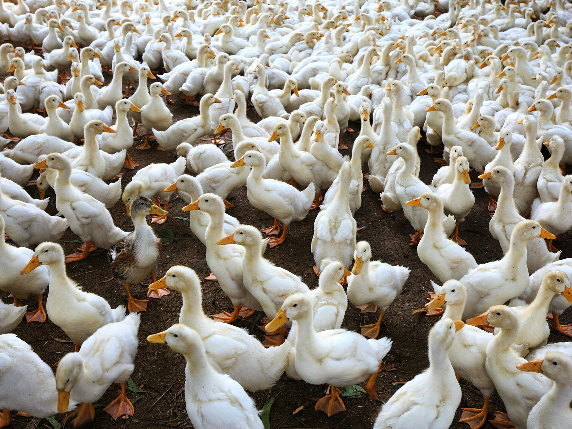 La Région Nouvelle-Aquitaine défend sa filière foie gras face au « mauvais procès » de l’ObSAF