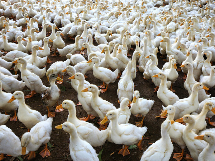 La Région Nouvelle-Aquitaine défend sa filière foie gras face au « mauvais procès » de l’ObSAF