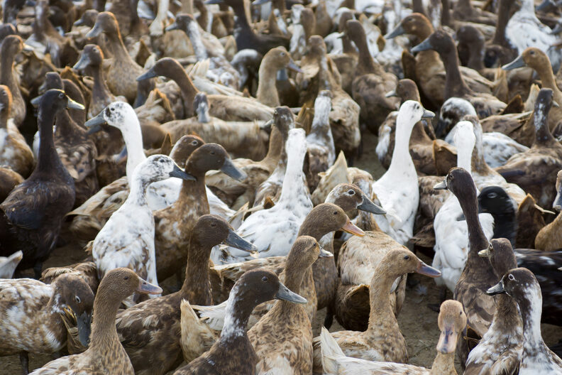 Gavée d&rsquo;aides publiques et cultivant l&rsquo;opacité, la filière fois gras de Nouvelle-Aquitaine canardée