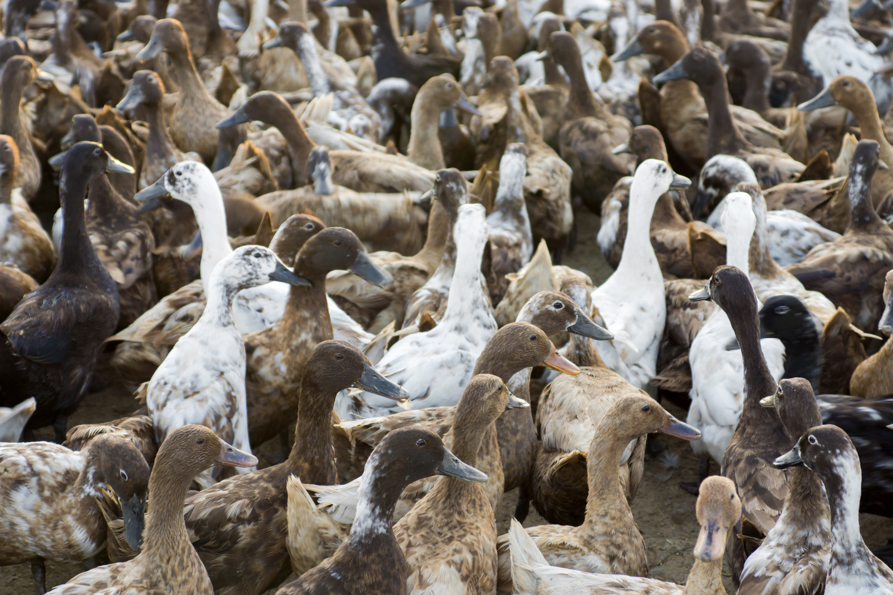 Gavée d’aides publiques et cultivant l’opacité, la filière fois gras de Nouvelle-Aquitaine canardée