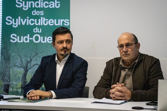 Le nématode du pin plonge les sylviculteurs de la forêt des Landes dans la tourmente